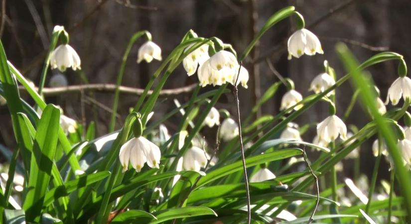 Védett kincseink: előbújt a tavaszi tőzike