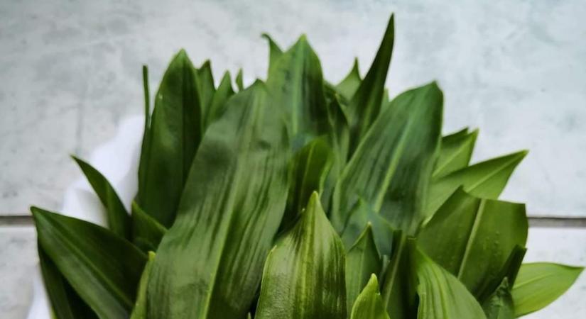 Kezdődik a medvehagymaszezon: legjobb lelőhelyek és jótékony hatások