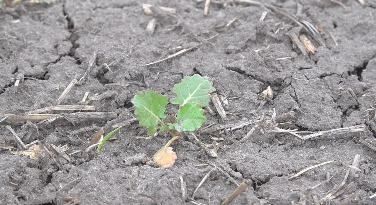 Óriási a vízhiány: kitárcsázzák a repcét a Dél-Alföldön!