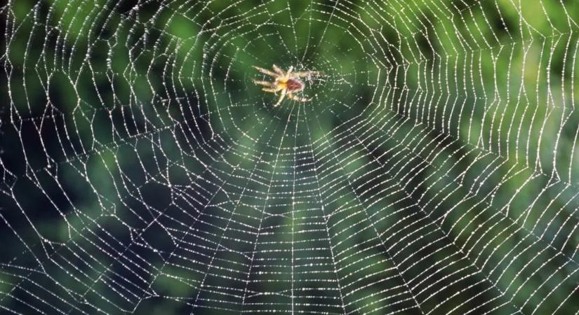 Fél a pókoktól? Inkább az eltűnésüktől kell rettegni