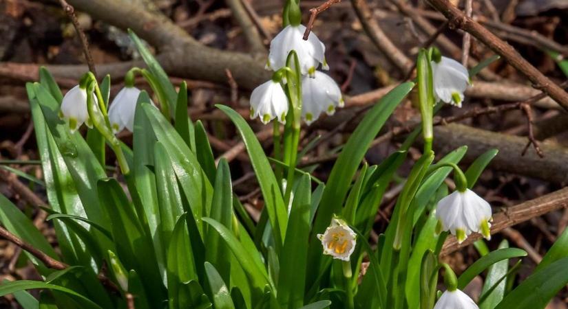 Nőnap kultúrával - Íme a hétvége legjobb programjai Sopron és környékén