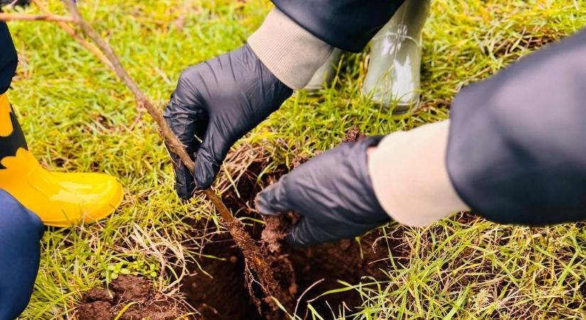 Idén is lesznek erdősítési kampányok