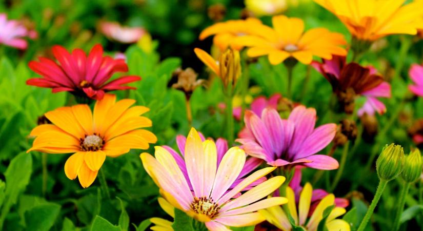 Ilyen növényt ültessen a magaságyásba, hogy mindig legyen vágott virág az asztalon