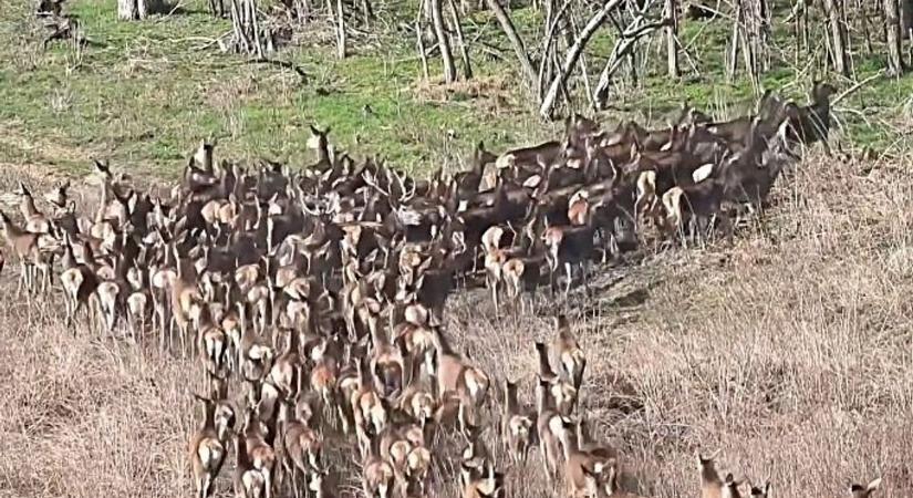 Elképesztő rudlit videóztak: így vonultak a szarvasok