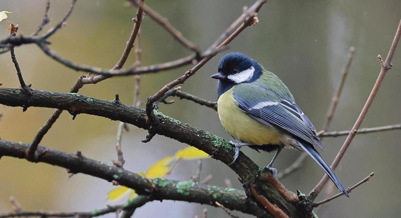Tavaszi ébredés a Körösvölgyi Állatparkban