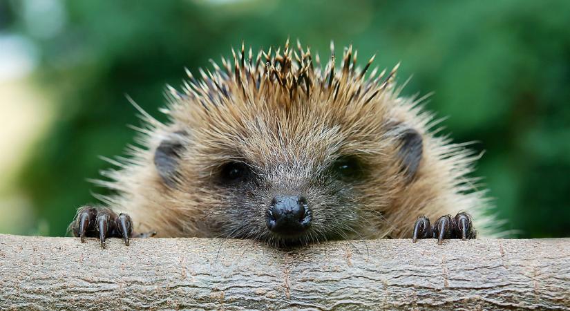 Bármikor beüthet a baj a tavaszi kerti munkáknál: erre jó, ha mindenki odafigyel