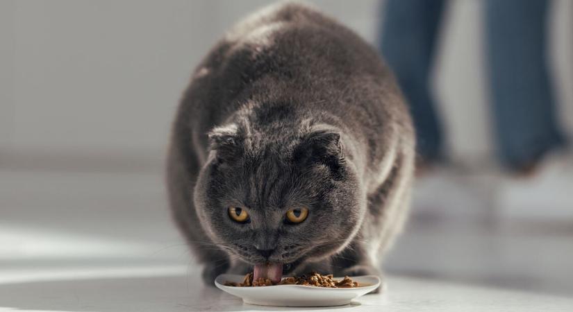 Evés közben bámul a macskám: miért csinálja? – Ezt akarja kommunikálni vele