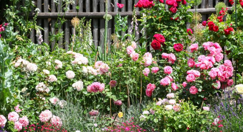 Ha romantikus hangulatú kertre vágysz, ilyen virágokkal ültesd tele