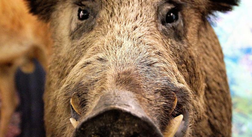 Állatmesék - Józsa Márta jegyzete