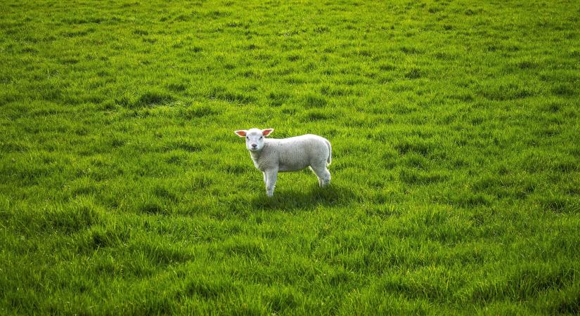 Vegyesen alakultak a bárányárak az EU-ban a 9. héten