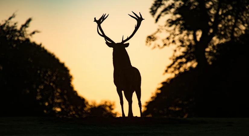 Felrobbant a közösségi oldal a szarvasbaleset után: lángolt az internet a felháborodott kommentektől