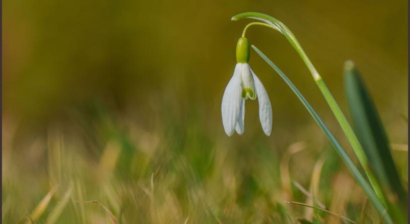 Napfény és tavaszi hangulat – ilyen idő vár ránk holnap