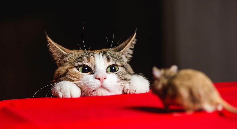 Kvíz: 10 magyarból 9 elbukik a Macskafogó teszten