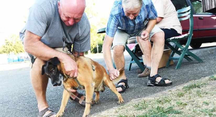 Kötelező veszettség elleni oltás márciusban – minden három hónaposnál idősebb kutyát be kell vinni