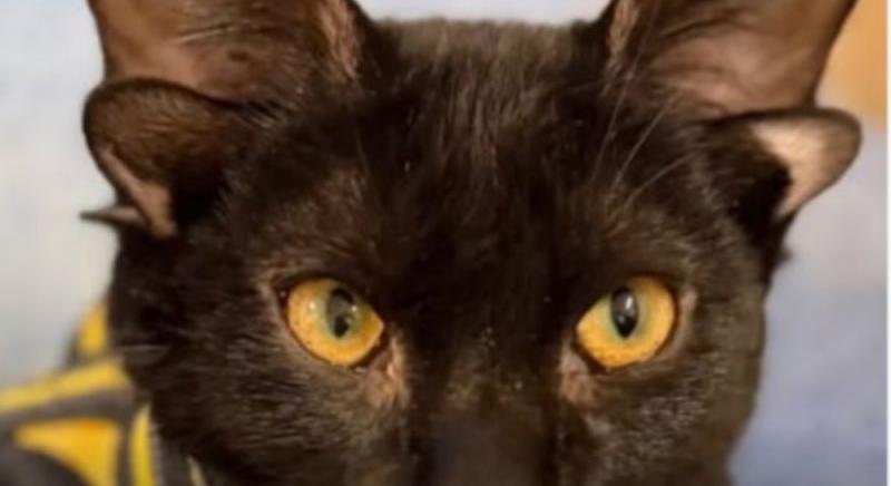 Meg kell műteni Dobby-t, a négyfülű kiscicát