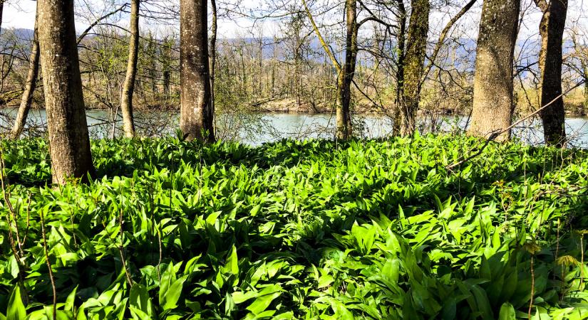 Mérgezést kaphatsz, ha nem figyelsz: ezzel most bárki pórul járhat