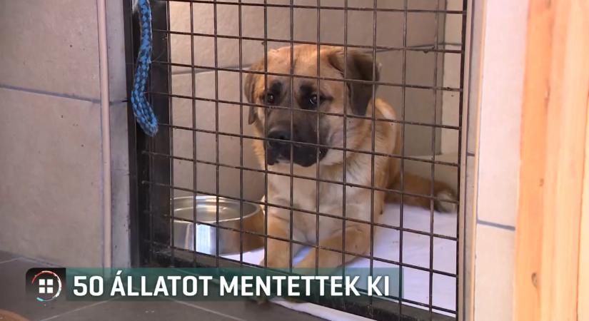 Sokkoló állapotok Sukorón: közel ötven állatot tartott egy volt tanárnő