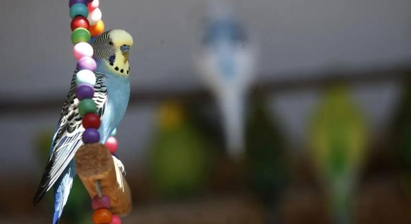 Állatkínzás: sörrel és marihuánával tömte papagáját egy férfi