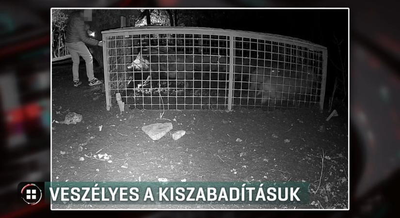 Szabadon engedett vaddisznók okozhattak veszélyt a 12. kerületben
