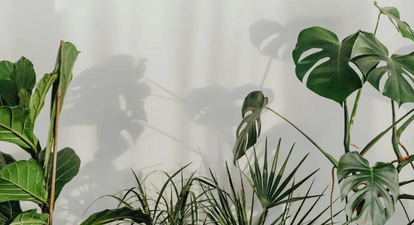 A szakértő rántotta le a leplet: ez a három szobanövény csodát művel a hálószobában