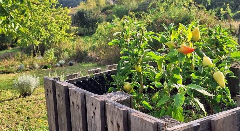 Most érdemes belevágni a magaságyás elkészítésébe, így kezdj neki