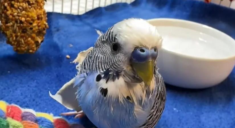 Súlyos állatkínzással vádolnak egy férfit, aki marihuánát és sört adott a papagájának