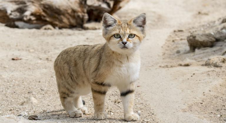 Bemutatjuk a macskát, amelyik nem nyávog, hanem ugat