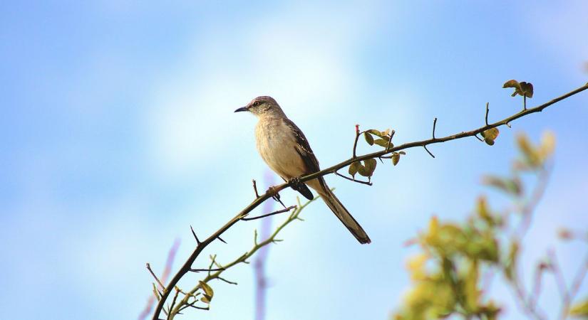 Napos lesz az első tavaszi hétvége Fejérben