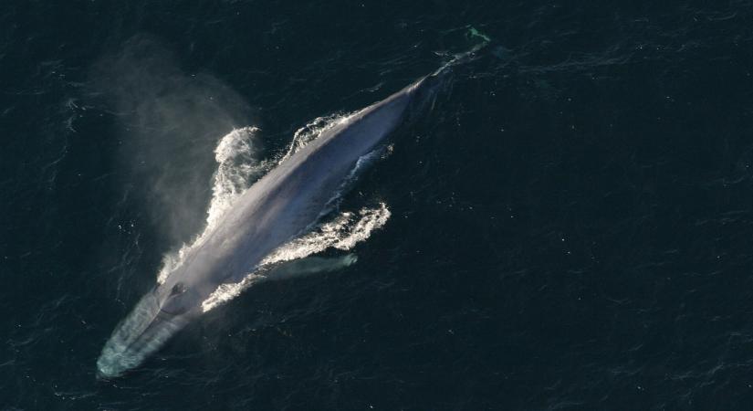 Ennek az élőlénynek van a legnagyobb szerszáma az állatvilágban