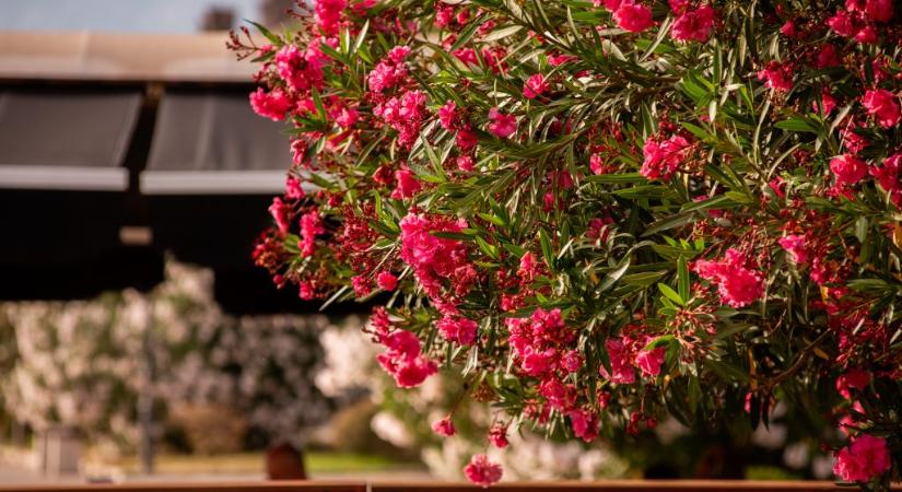 Megfagyott a leander? Van egy fontos teendő, amiért nagyon hálás lesz a növény a kertész szerint