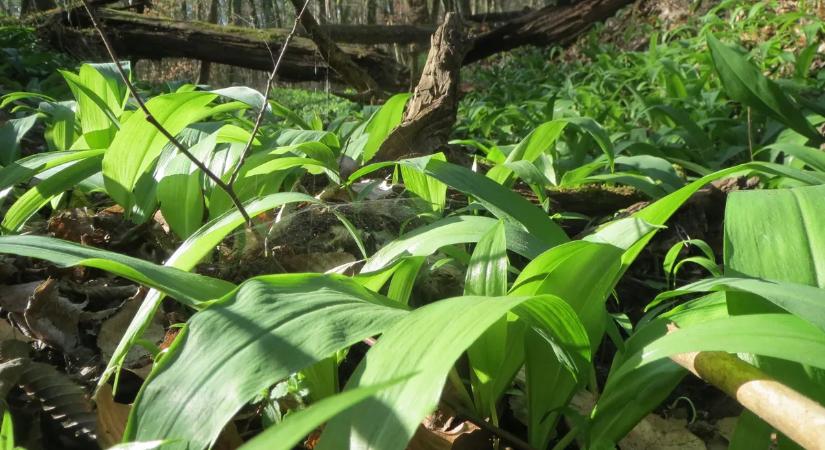 Sokak kedvence ez a fűszernövény, de könnyű összetéveszteni egy mérgezővel
