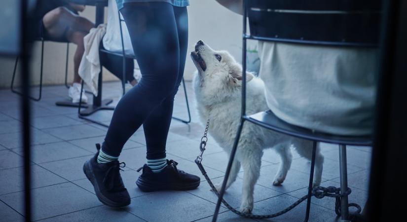 Amikor a kutyád a lábad közé bújik, valami fontosat jelez