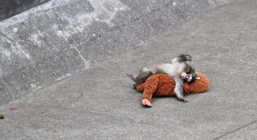 Punch, a sztármakákó miatt korlátozásokat vezettek be a japán állatkertben