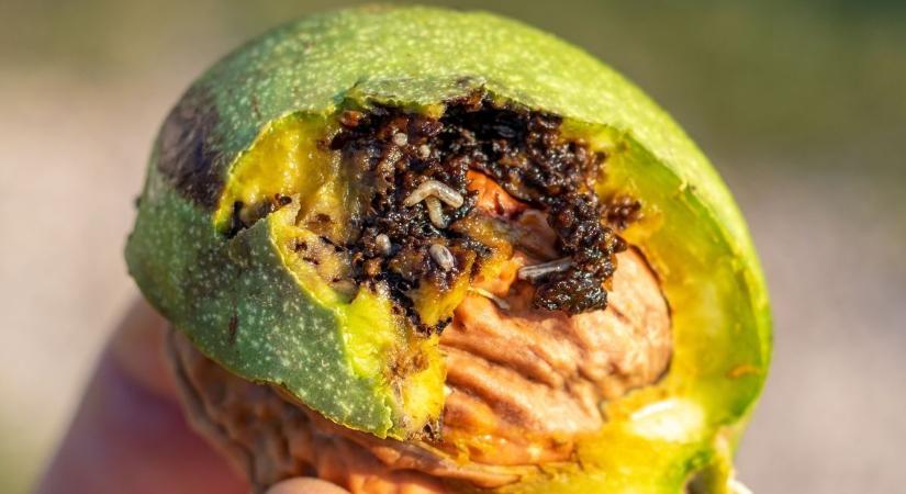 Ha van diófája a kertben, most kell cselekednie – ezen az apróságon múlhat az idei termése