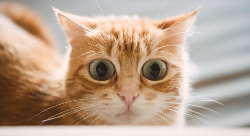 Ezért viselkedhet néha őrülten a macska