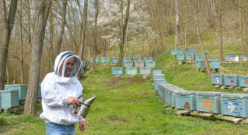 Tombolnak a méhek, imádják a párás reggeleket