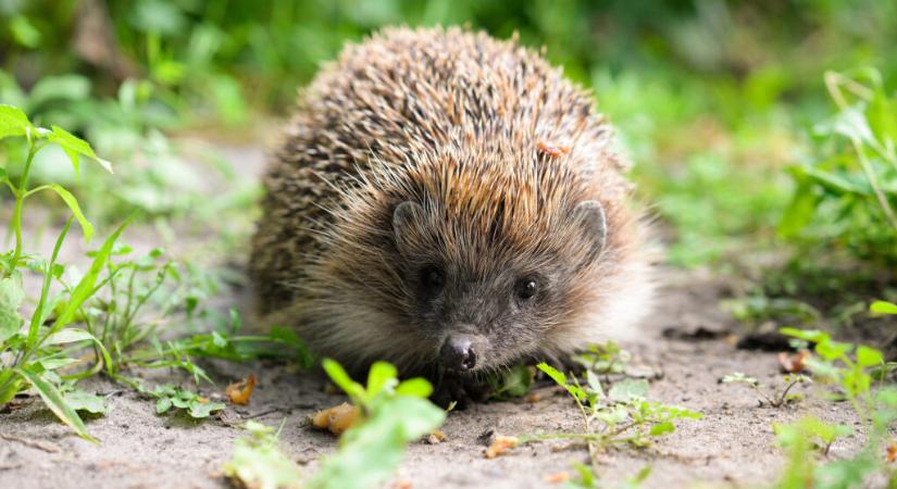 A sünök védelmére hívja fel a figyelmet a tavaszi kerti munkák idején az MME