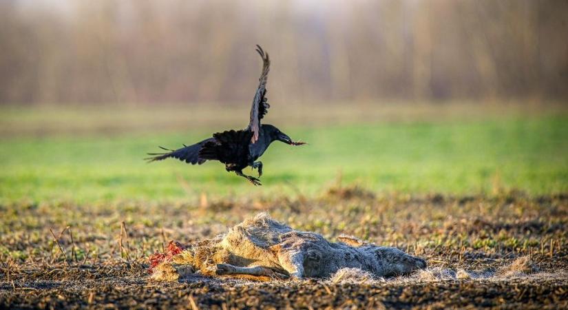 Makovics Kornél rémisztő, mégis felemelő pillanatot kapott el (videó és képgaléria)