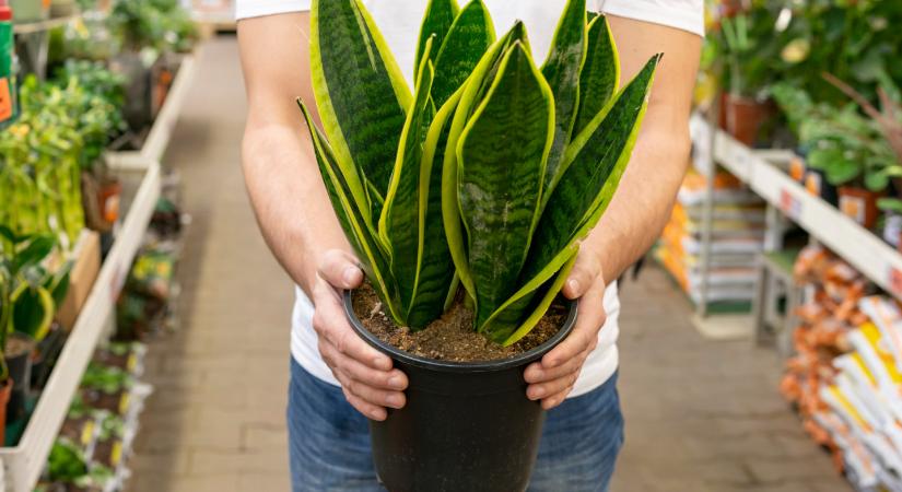 Kipróbáltuk: az anyósnyelv ezzel a házi tápoldattal máris hajtani kezd