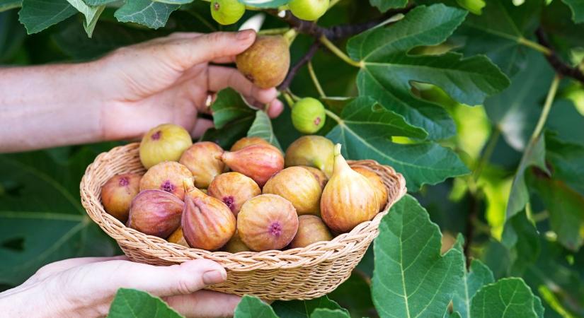 Gyümölcsfákat ültetek a jövőnek – még meg sem született, de már neki terem majd