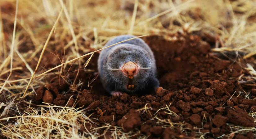 Túrás a kertben? Így derítheti ki, vakond vagy pocok garázdálkodik