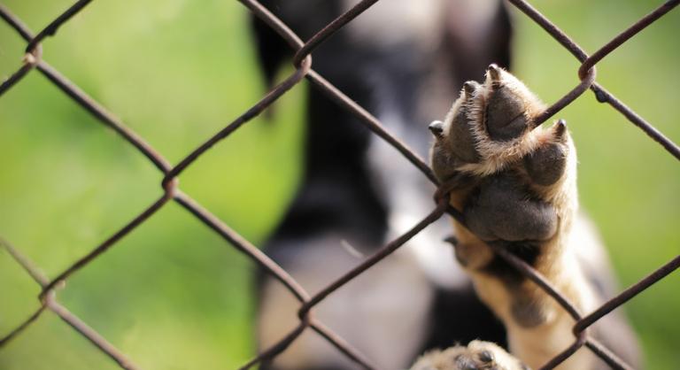 Légzőkészülékkel lehetett csak bemenni a sukorói állatpokolba