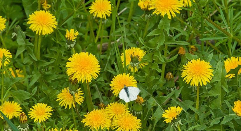 Megindultak a tavaszi gyomok - Van, amit meg is ehetünk