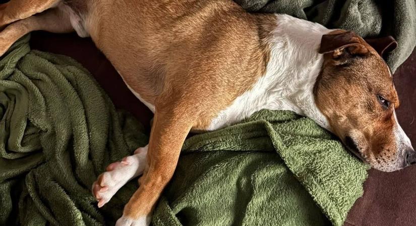 Szálka nádasából indult, ma már Bécsben él Zebulon