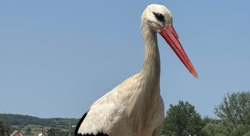 Mindjárt hazatérnek a gólyák - az E.ON országszerte stabilizálja a villanyoszlopokat