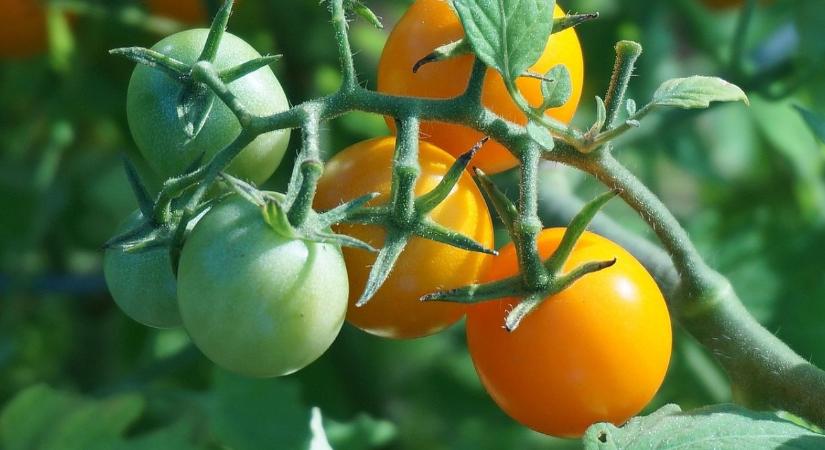 Elegendő napi 50 gramm: Itt a paradicsom, ami gyógyszer helyett is jó lehet