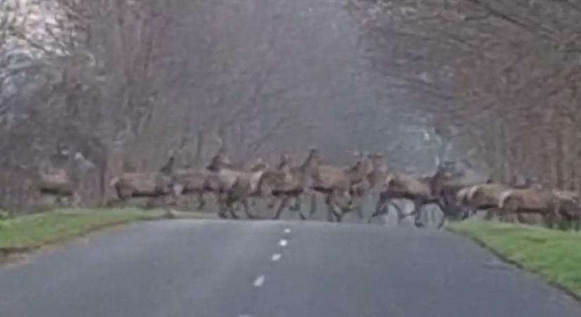 Hatalmas szarvasrudli rohant át az úton – elképesztő felvétel készült (videó)