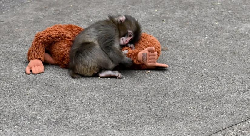 Kezd barátokat szerezni Punch, a japán állatkertben plüssmajommal barátkozó makákó
