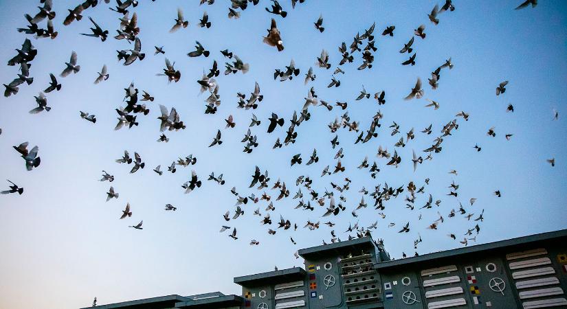 Kezdődhet a rali: Egy nap alatt 32 000 BTC áramlott ki a tőzsdékről