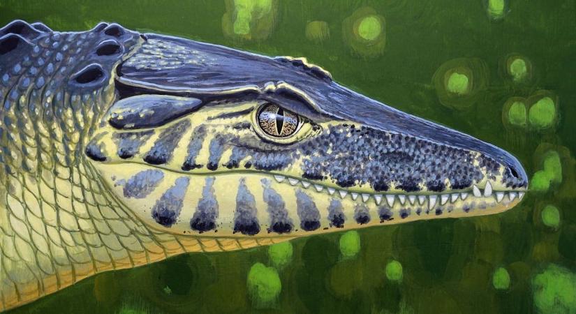 Szárazföldi krokodil ólálkodott a Bakonyban - gyors mozgású ragadozóról van szó